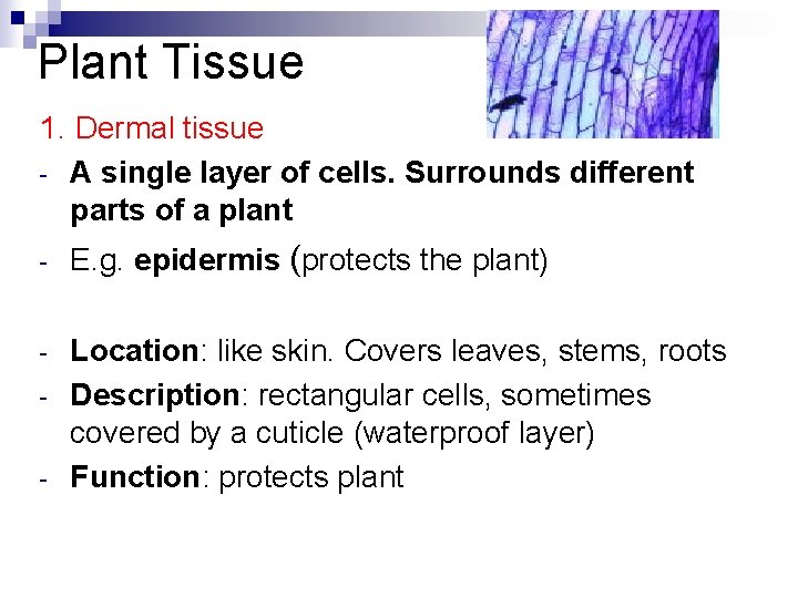 Plant Tissue 1. Dermal tissue - A single layer of cells. Surrounds different parts