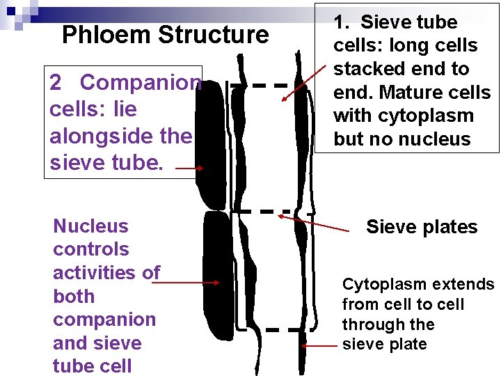 Phloem Structure 2 Companion cells: lie alongside the sieve tube. Nucleus controls activities of