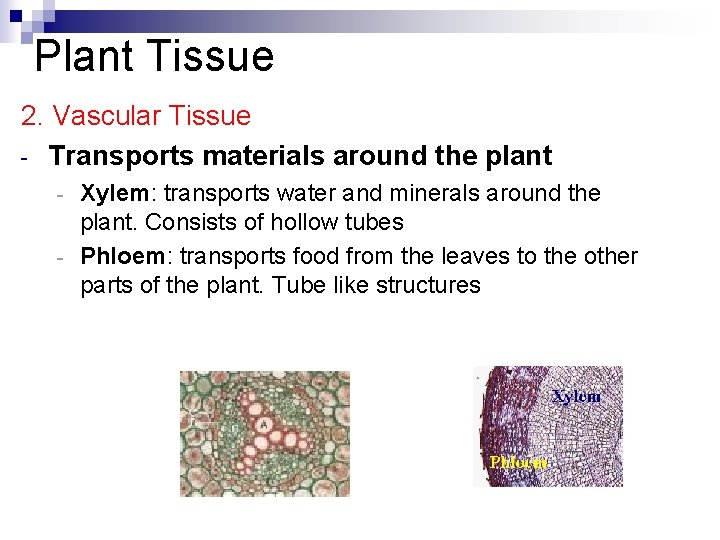 Plant Tissue 2. Vascular Tissue - Transports materials around the plant Xylem: transports water