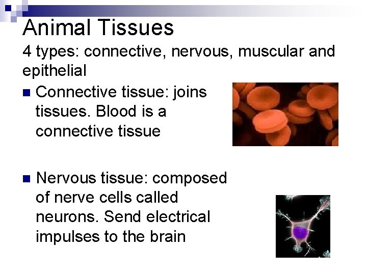 Animal Tissues 4 types: connective, nervous, muscular and epithelial n Connective tissue: joins tissues.