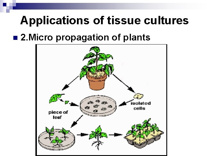 Applications of tissue cultures n 2. Micro propagation of plants 