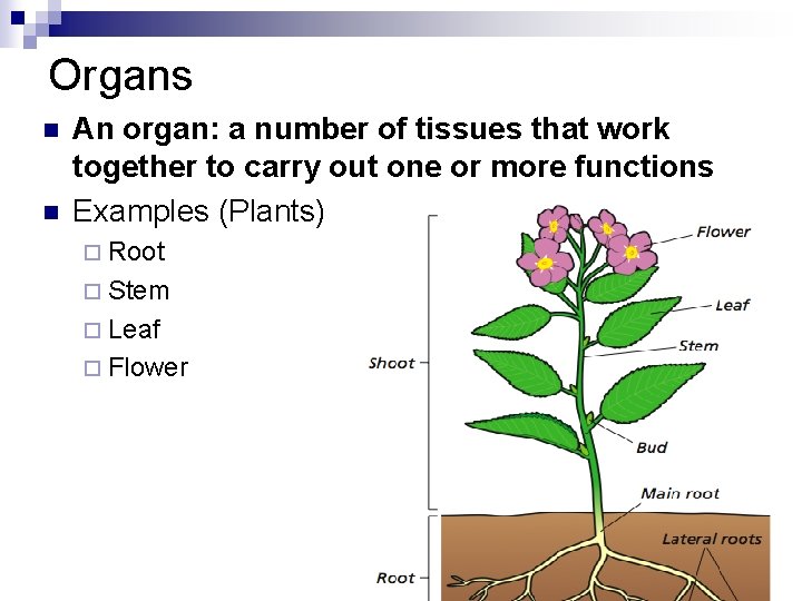 Organs n n An organ: a number of tissues that work together to carry