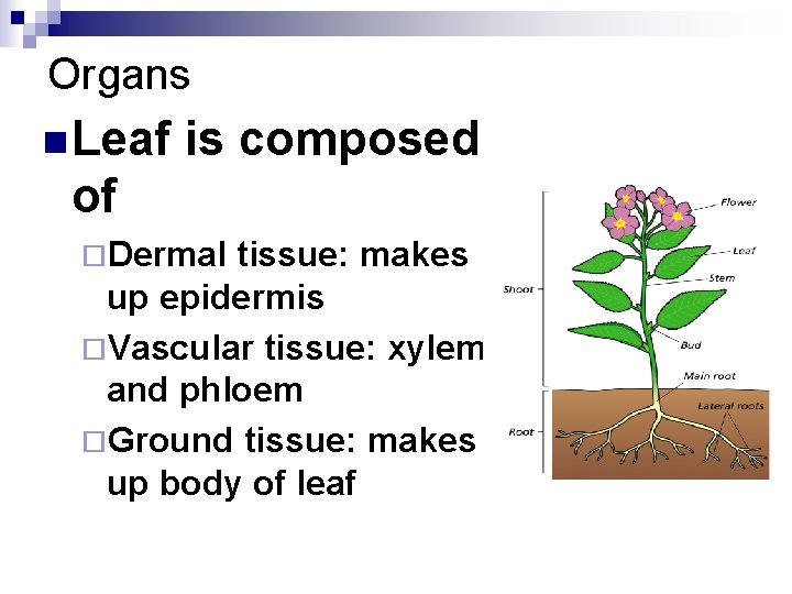 Organs n Leaf is composed of ¨Dermal tissue: makes up epidermis ¨Vascular tissue: xylem