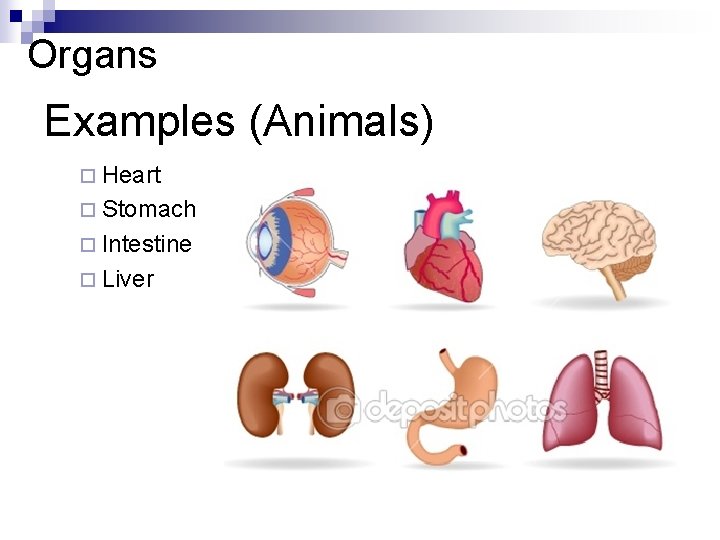 Organs Examples (Animals) ¨ Heart ¨ Stomach ¨ Intestine ¨ Liver 