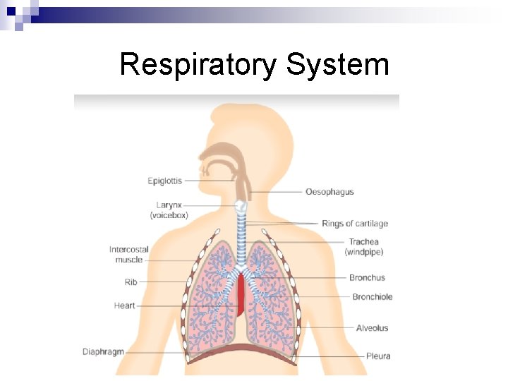 Respiratory System 