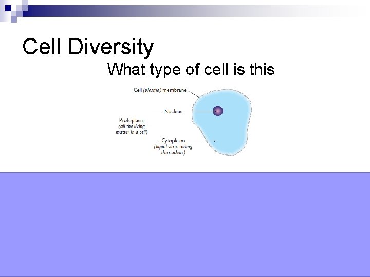 Cell Diversity What type of cell is this Animal Cell 