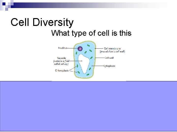 Cell Diversity What type of cell is this Plant Cell 