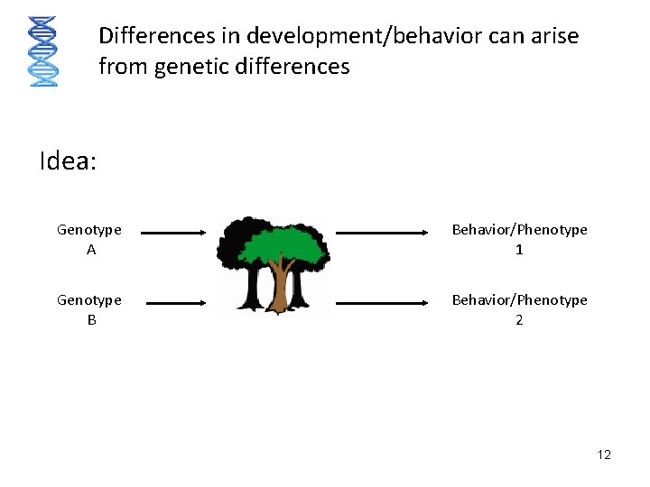 Differences in development/behavior can arise from genetic differences Idea: Genotype A Behavior/Phenotype 1 Genotype