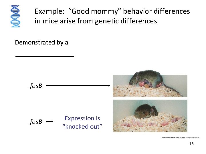 Example: “Good mommy” behavior differences in mice arise from genetic differences Demonstrated by a