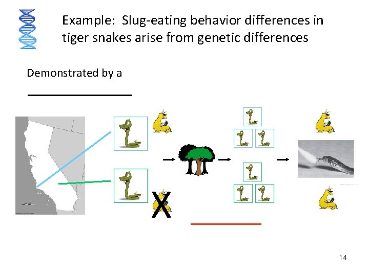 Example: Slug-eating behavior differences in tiger snakes arise from genetic differences Demonstrated by a