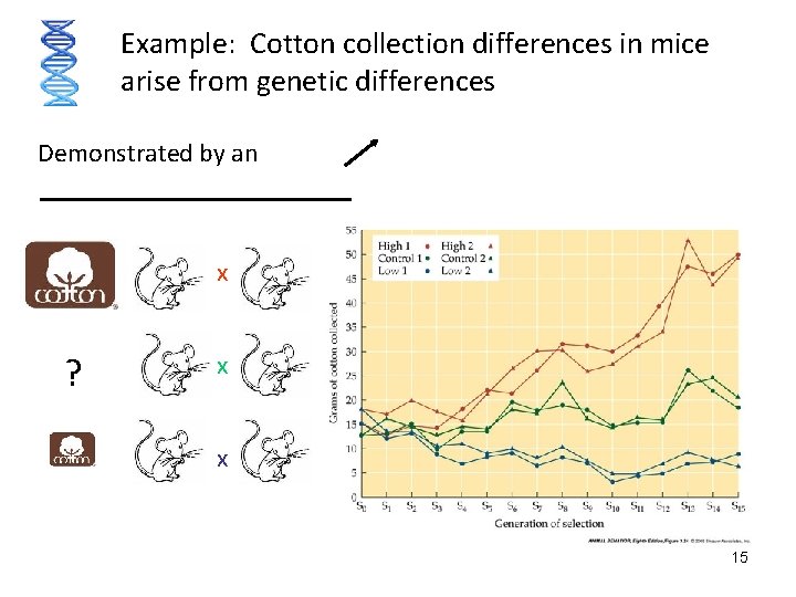 Example: Cotton collection differences in mice arise from genetic differences Demonstrated by an x