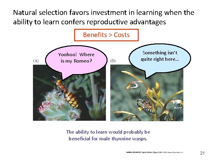 Natural selection favors investment in learning when the ability to learn confers reproductive advantages