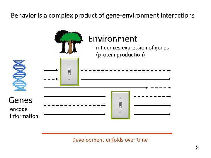 Behavior is a complex product of gene-environment interactions Environment influences expression of genes (protein