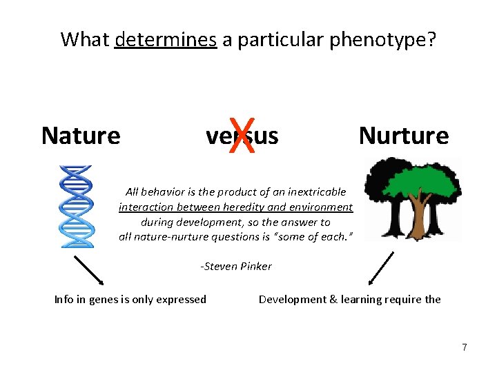 What determines a particular phenotype? Nature X versus Nurture All behavior is the product