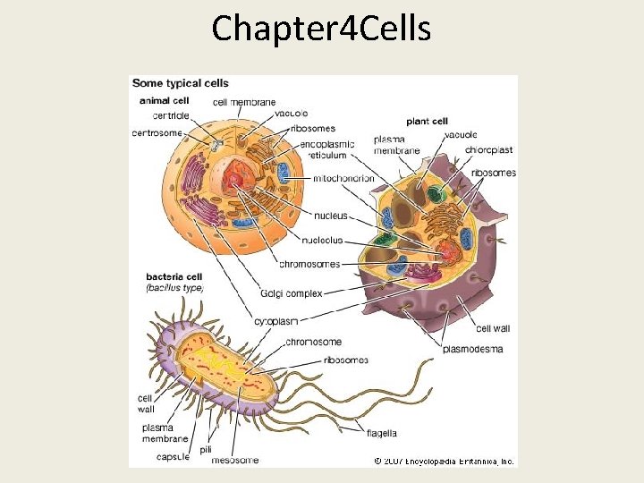 Chapter 4 Cells 