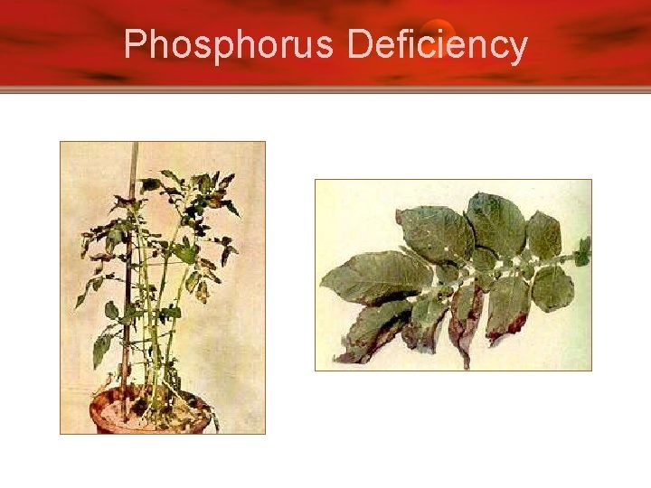 Phosphorus Deficiency 