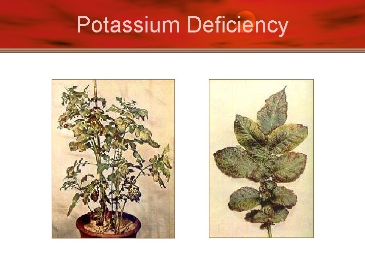 Potassium Deficiency 