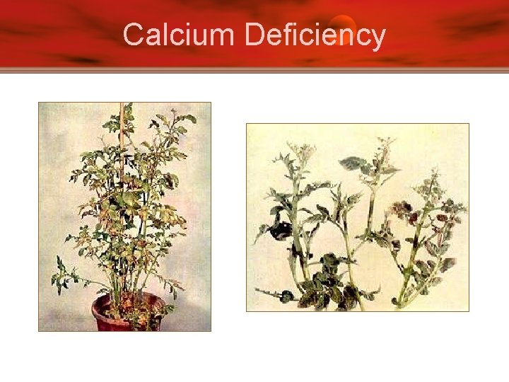 Calcium Deficiency 