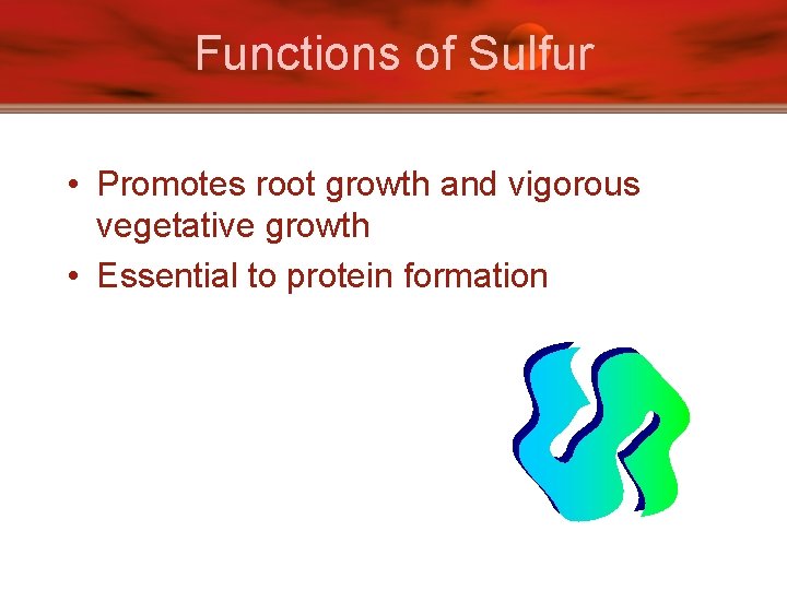 Functions of Sulfur • Promotes root growth and vigorous vegetative growth • Essential to