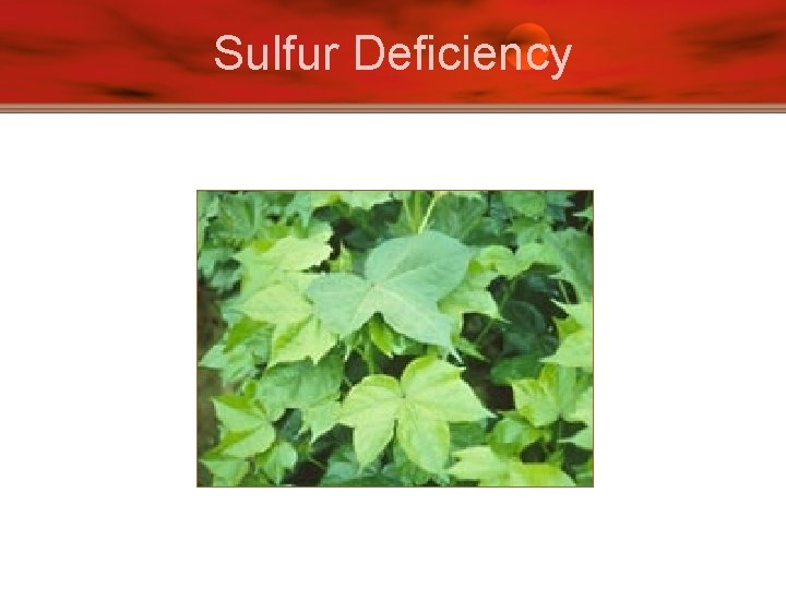 Sulfur Deficiency 