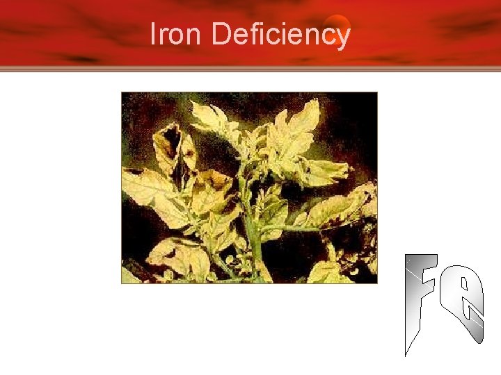 Iron Deficiency 