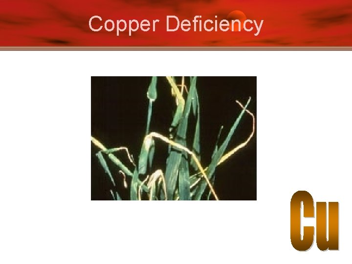 Copper Deficiency 