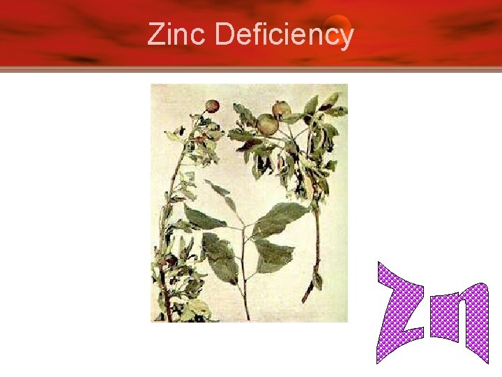 Zinc Deficiency 