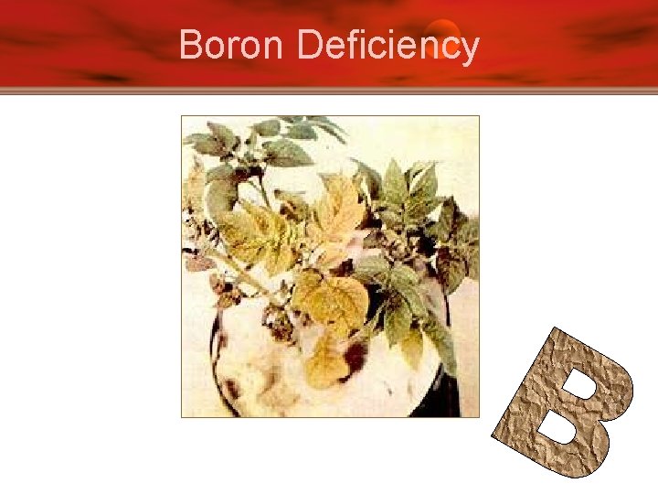 Boron Deficiency 
