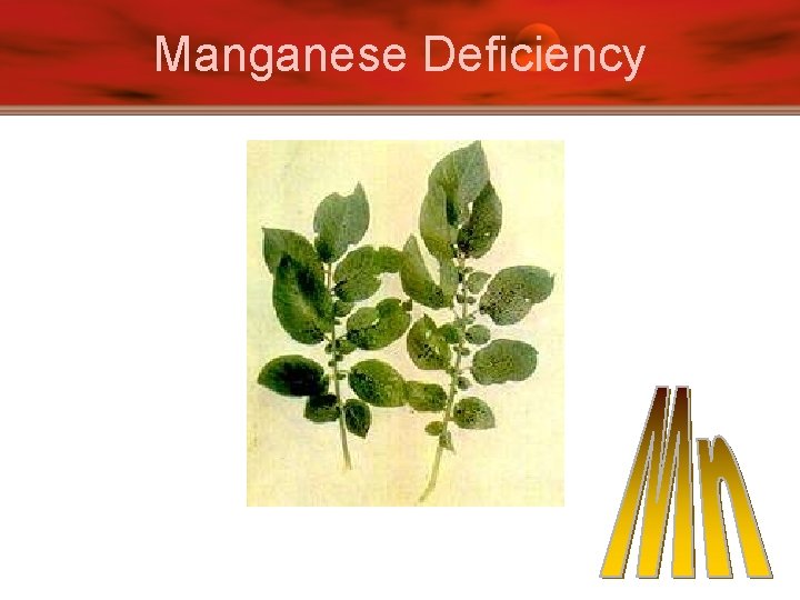 Manganese Deficiency 