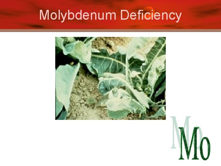 Molybdenum Deficiency 