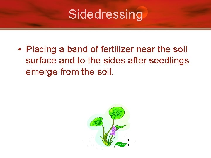 Sidedressing • Placing a band of fertilizer near the soil surface and to the