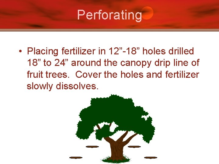 Perforating • Placing fertilizer in 12”-18” holes drilled 18” to 24” around the canopy
