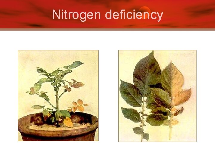 Nitrogen deficiency 