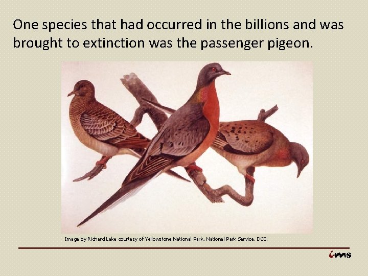 One species that had occurred in the billions and was brought to extinction was