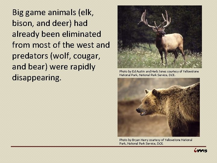 Big game animals (elk, bison, and deer) had already been eliminated from most of