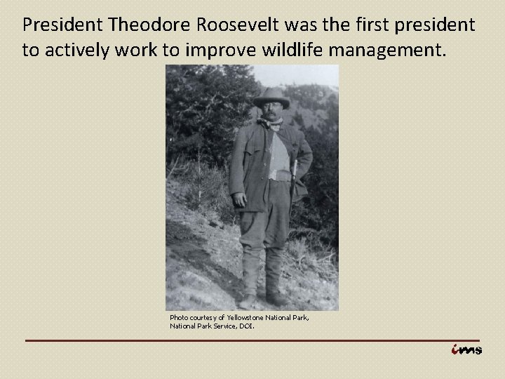 President Theodore Roosevelt was the first president to actively work to improve wildlife management.