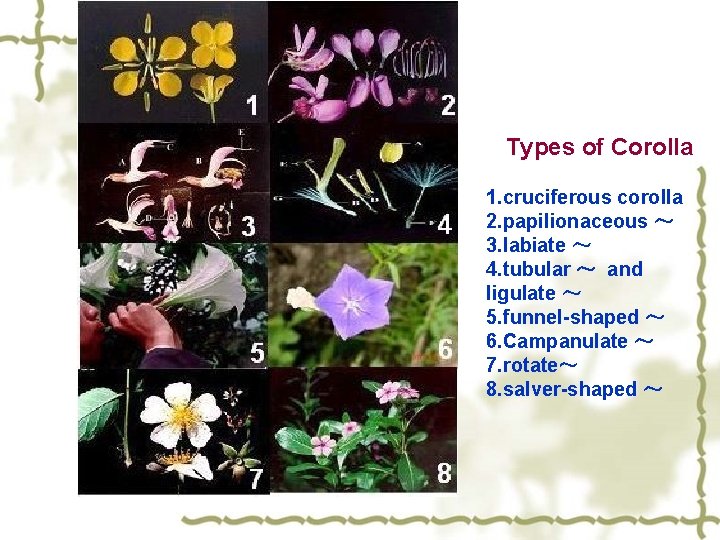 Types of Corolla 1. cruciferous corolla 2. papilionaceous ～ 3. labiate ～ 4. tubular