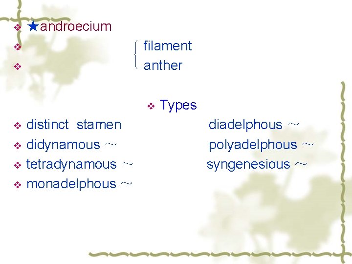 v ★androecium filament anther v v v v distinct stamen didynamous ～ tetradynamous ～