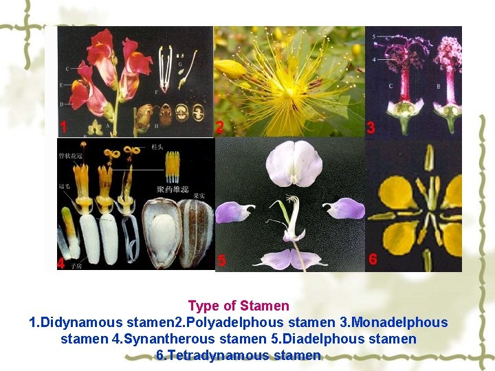 Type of Stamen 1. Didynamous stamen 2. Polyadelphous stamen 3. Monadelphous stamen 4. Synantherous