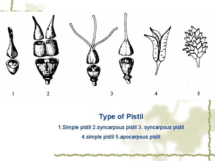 Type of Pistil 1. Simple pistil 2. syncarpous pistil 3. syncarpous pistil 4. simple