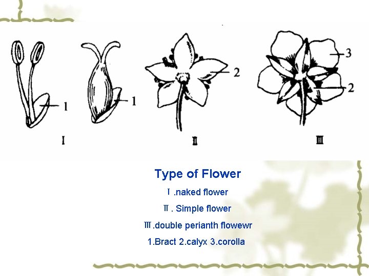 Type of Flower Ⅰ. naked flower Ⅱ. Simple flower Ⅲ. double perianth flowewr 1.
