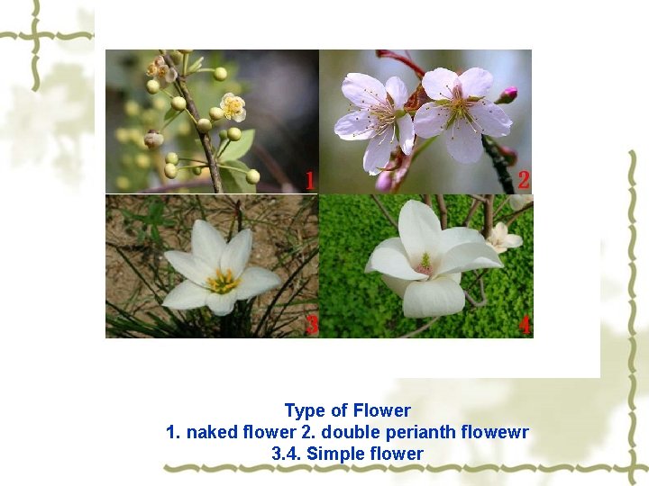 Type of Flower 1. naked flower 2. double perianth flowewr 3. 4. Simple flower