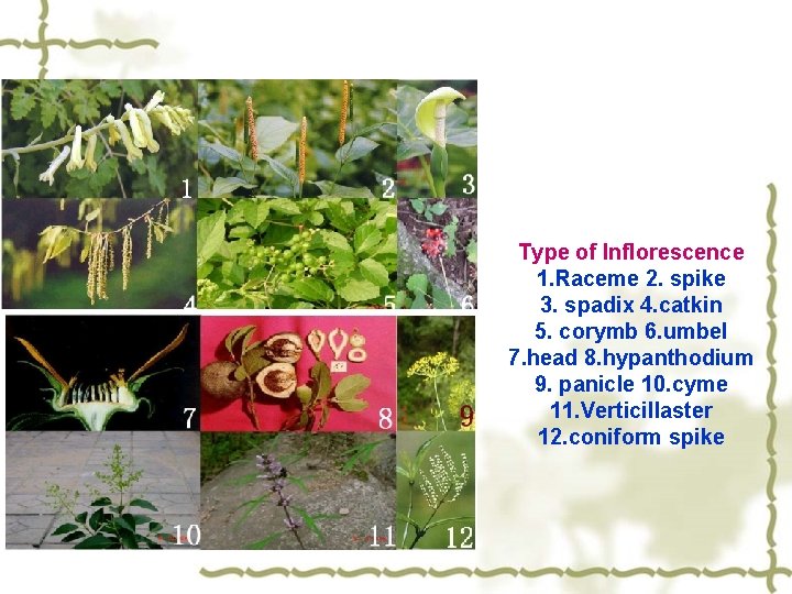 Type of Inflorescence 1. Raceme 2. spike 3. spadix 4. catkin 5. corymb 6.