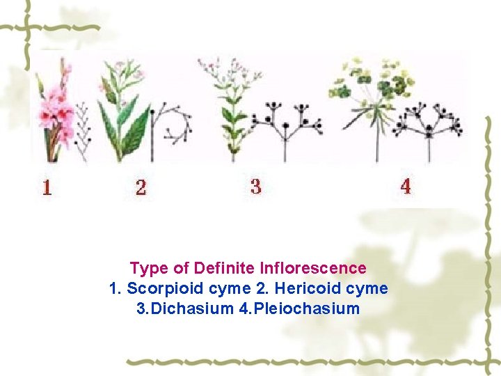 Type of Definite Inflorescence 1. Scorpioid cyme 2. Hericoid cyme 3. Dichasium 4. Pleiochasium