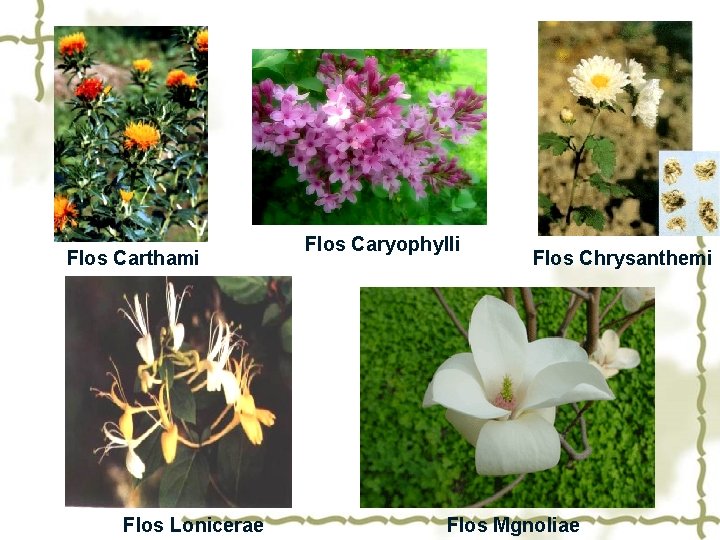 Flos Carthami Flos Lonicerae Flos Caryophylli Flos Chrysanthemi Flos Mgnoliae 