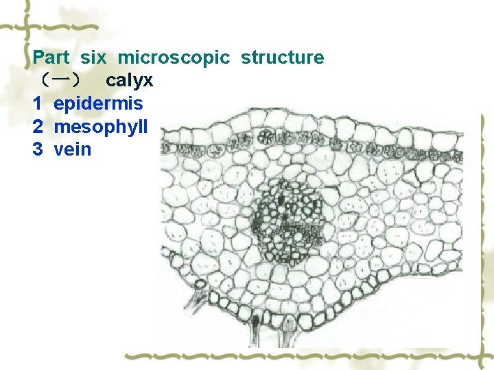 Part six microscopic structure （一） calyx 1 epidermis 2 mesophyll 3 vein 