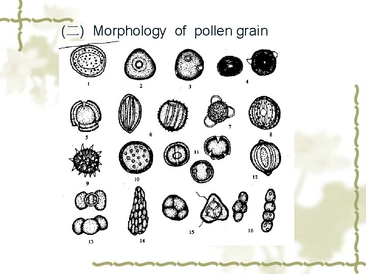 (二) Morphology of pollen grain 