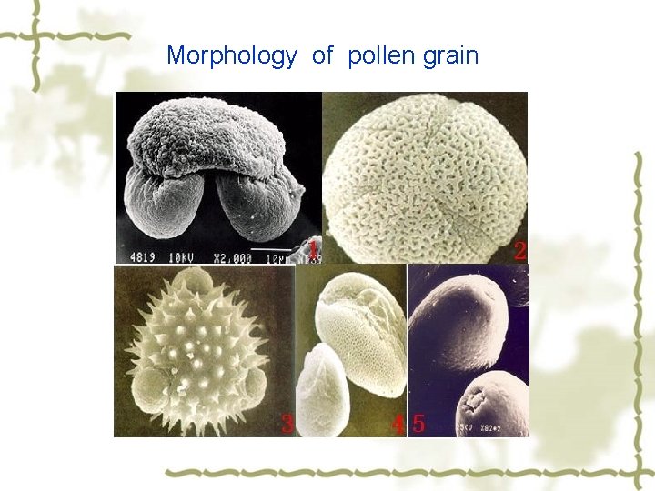 Morphology of pollen grain 