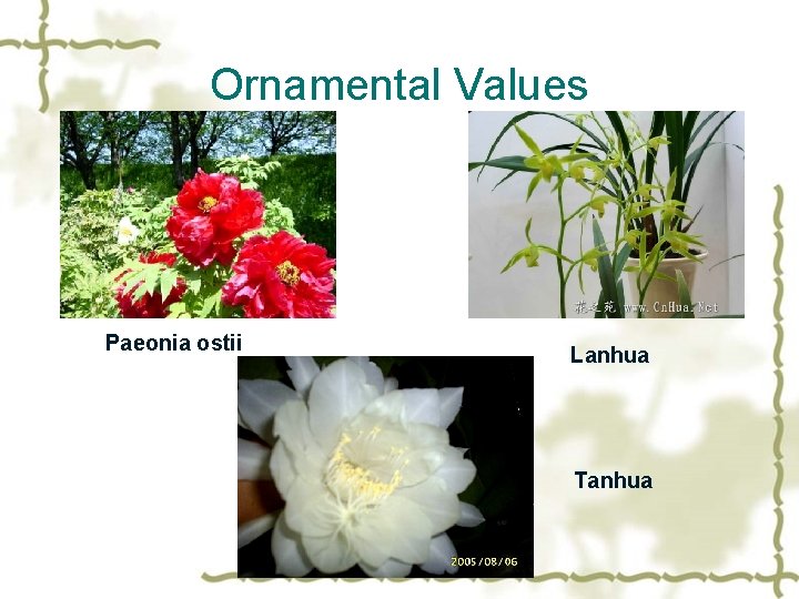 Ornamental Values Paeonia ostii Lanhua Tanhua 