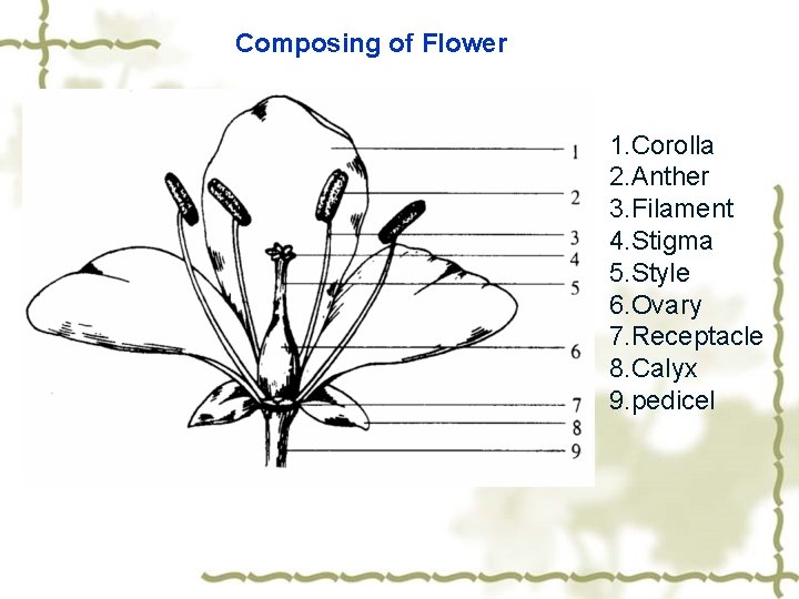 Composing of Flower 1. Corolla 2. Anther 3. Filament 4. Stigma 5. Style 6.